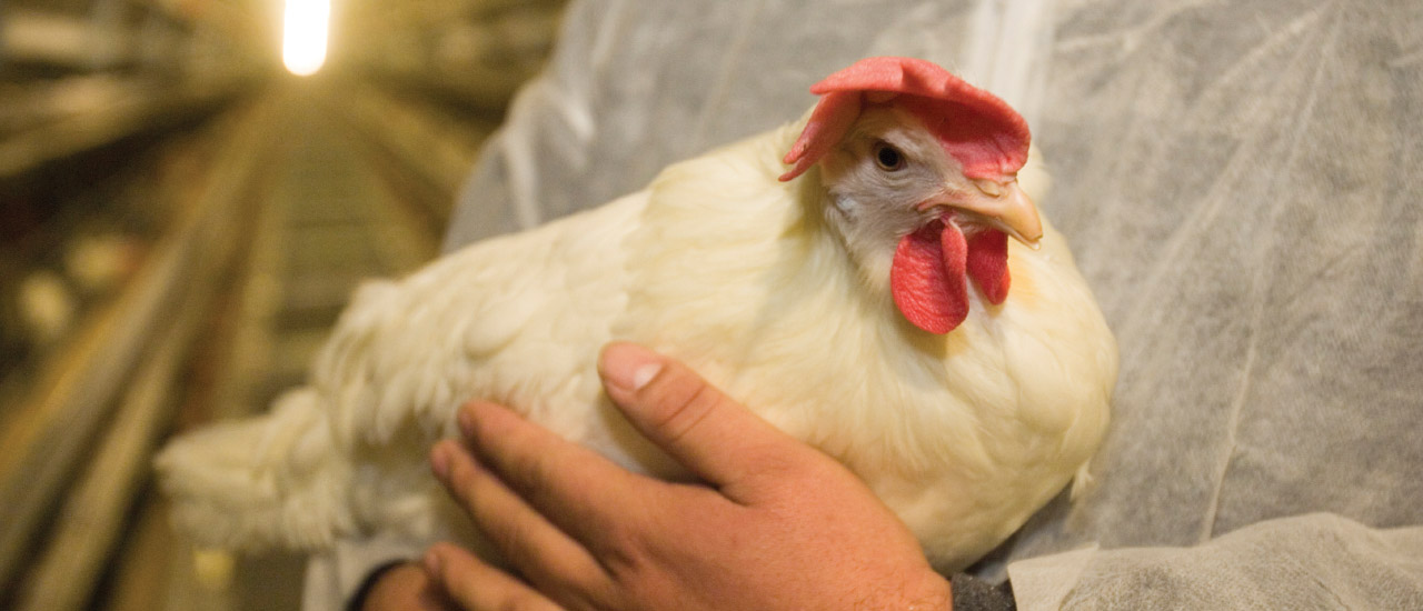 Employee training vital to hen care