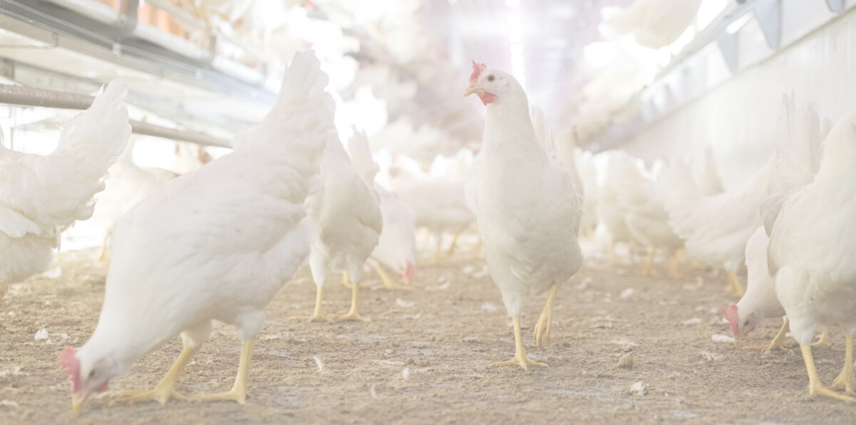 Cage-free hens in a barn