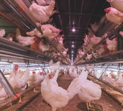 Photo of chickens in a coop.